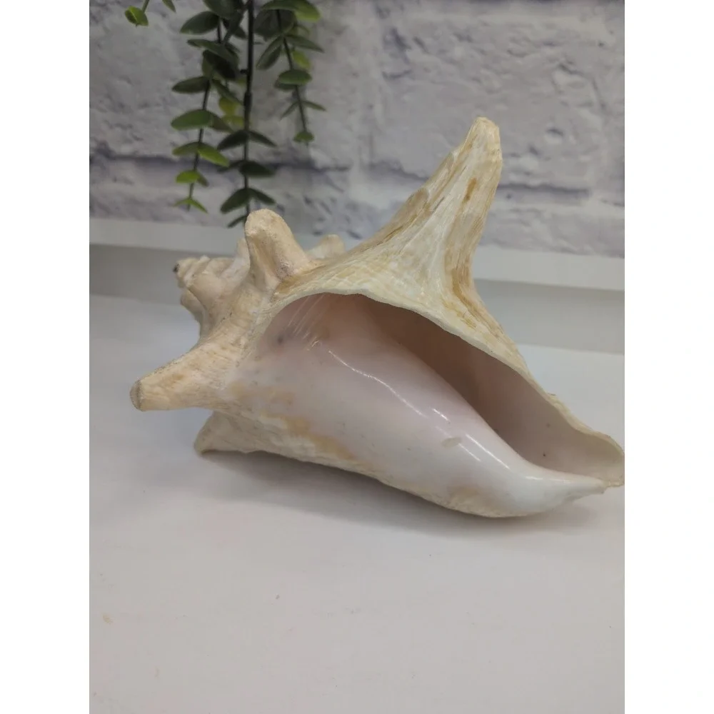 🏖️Large Vintage Pink-Lipped Murex Sea Shell Natural Ocean Beach Coastal Decor